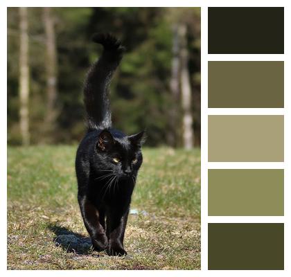 Cat Animal Black Cat Image